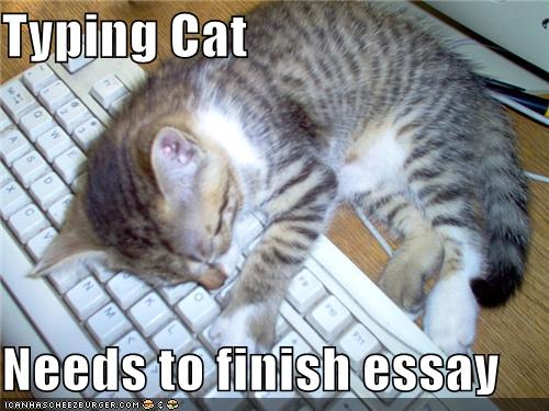 cat essay writer